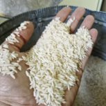 فروش برنج هاشمی درجه یک دوالکه سورت شده آستانه و لنگرود گیلان