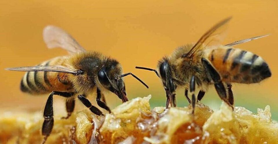 اگر کمتر از ۱۰ ثانیه زنبور را پیدا کردید ، شما یک تیزبین هستید