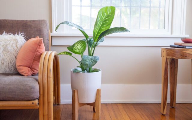 گیاه دیفن باخیا سمی است ؟ | علائم رایج مسمومیت با گیاهان آپارتمانی را بشناسید