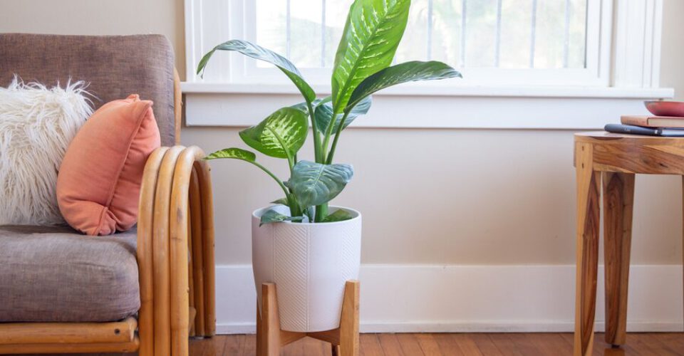 گیاه دیفن باخیا سمی است ؟ | علائم رایج مسمومیت با گیاهان آپارتمانی را بشناسید