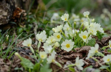 ۲۰ گل زیبای بهاری که می‌توانید در باغچه بکارید