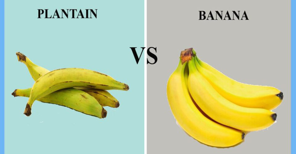 موز یا پلانتین؛ کدام یک در ظرف میوه‌ی شما قرار دارد؟