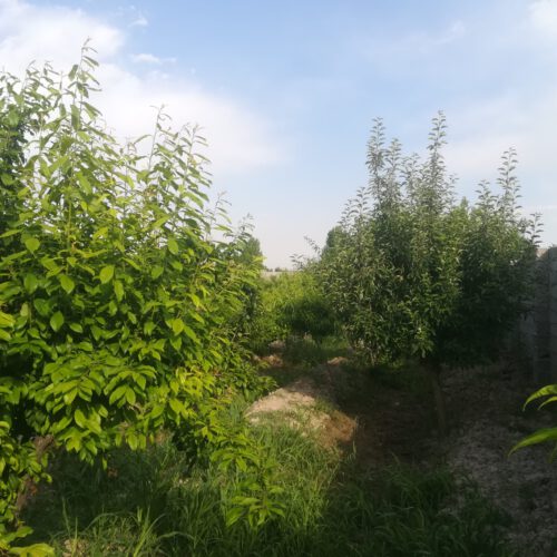 باغ میوه 1000 متری چهار دیواری