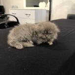 گربه اسکاتیش 2 ماهه
