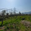 800 + 500 متر باغ کیوی قابل ساخت در تنکابن، همشبور