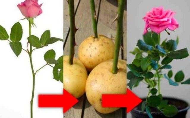تکثیر گل رز چیده شده با سیب زمینی خام + آموزش تصویری | با این روش شگفت انگیز گل رز چیده شده دوباره شکوفه می‌زند!