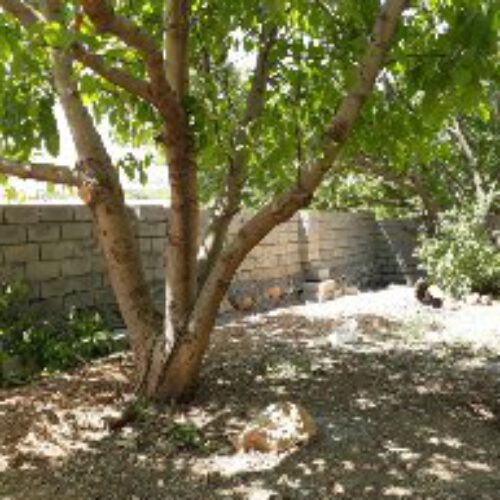 باغ 350متر در صحنه کرمانشاه
