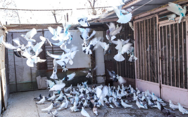 ماجرای رقابت‌های بین‌المللی کفترهای ۲۴ عیار وارداتی! |  ‌معروف‌ترین کبوتر ایران | چگونه‌ مادام حلب و موسیو الماس‌ همه جایزه‌ها را بردند + عکس