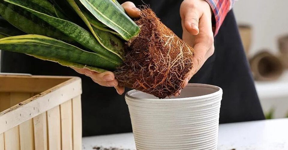 ۷ مرحله‌ی تعویض گلدان برای مراقبت بهاری از گیاهان آپارتمانی
