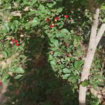 باغ و باغچه کردان سیباندره لب رودخانه 1500متری