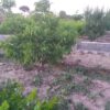 فروش باغچه  به متراژ 1100متر در گله کهریز