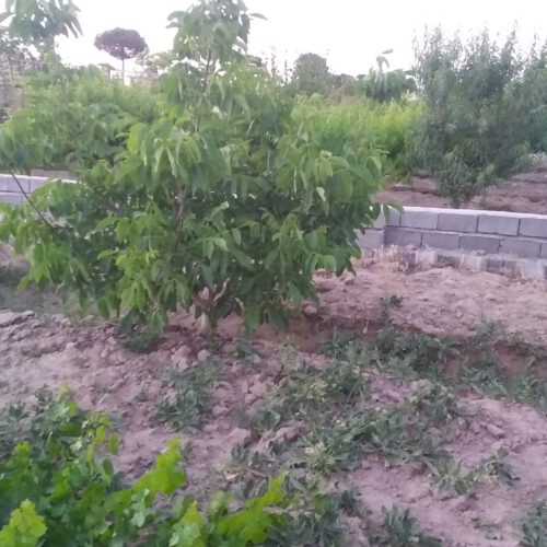 فروش باغچه  به متراژ 1100متر در گله کهریز