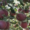 فروش باغ سیب بر جاده اصلی