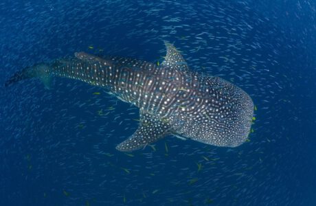 بی آزارترین غول خلیج فارس را بشناسید | این غول دریایی یکی از عظیم‌الجثه‌ترین حیوانات روی زمین است
