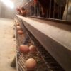واگذاری سالن مرغ تخم گذار محلی فول امکانات