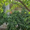 فروش باغ ویلا با ویوی عالی در روستای بهدان