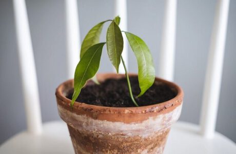 آموزش تصویری کاشت هسته انبه در گلدان مرحله به مرحله | بهترین خاک برای نگهداری درخت انبه در گلدان چیست ؟