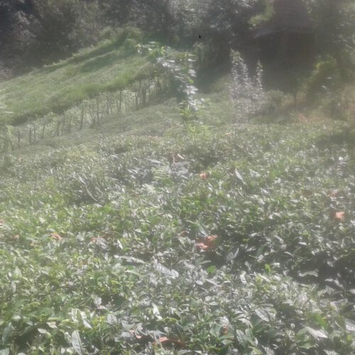 فروش زمین در ارتفاعات روستای سیاهمزگی خرمکش