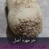 خرمهره / دعای خرمهره خرموره