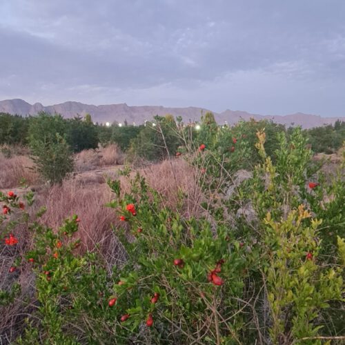 زمین 1250 متری شهرک مهیاران مربوط به پزشکان