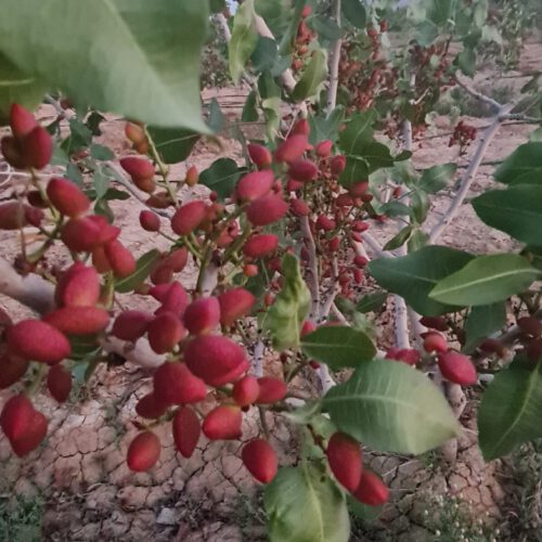 زمین 1250 متری شهرک مهیاران مربوط به پزشکان