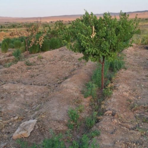 باغ و خانه باغ سرجاده قهج