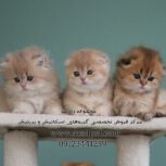 مرجع تخصصی و فروشگاه گربه اسکاتیش در تهران09123441239