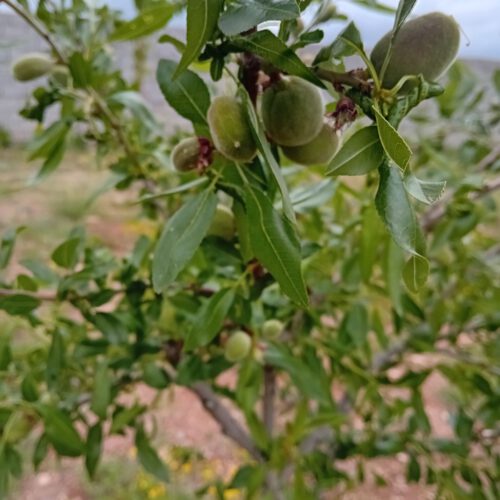 باغ برا فروش با خانه تمیز هم معاوضه میشود