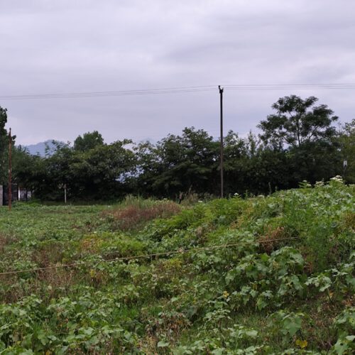 زمین مسکونی ماسال روستای زیبای وشمه سرا