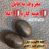 مهره مار / مهره مار شاه کبری اصل وخرمهره (راز خوشبختی)عرج السواحل .مهره کلاغ.خرموره