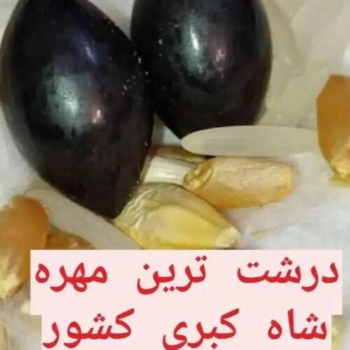 خریدمهره مار / خواص مهره مار شاه کبری اصل وخرمهره (راز خوشبختی)