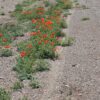 306 زمین دو نبش در روستای سر سبز جارو با جواز ساخت