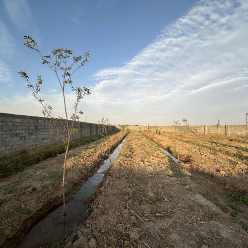 باغ ویلایی