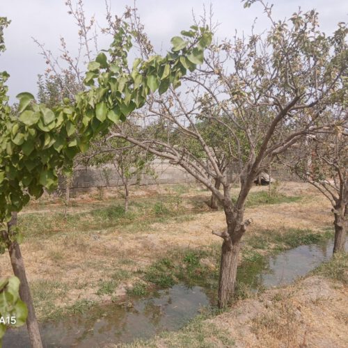 باغ در نزدیکی شهر نیشابور