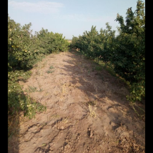 باغ درروستای سرسبزبوژمهران