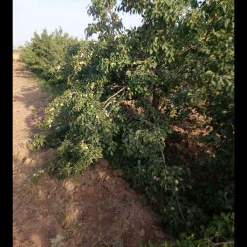 باغ درروستای سرسبزبوژمهران