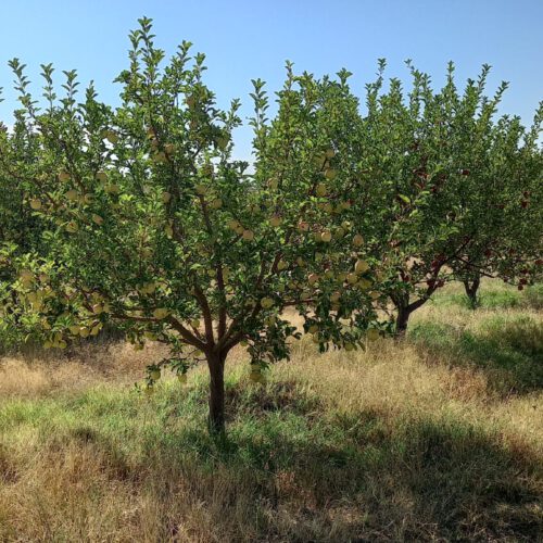 باغ با خانه باغ در پسته بیگ اهر