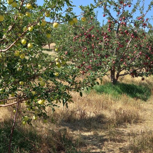 باغ با خانه باغ در پسته بیگ اهر