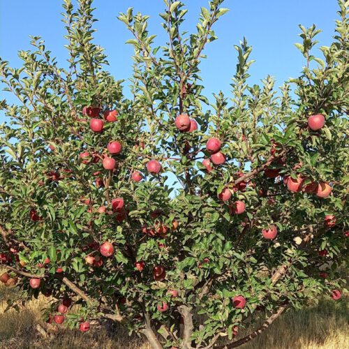 باغ با خانه باغ در پسته بیگ اهر