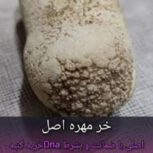 خرموره اصل /خرمهره/تعویذنویسی/دعانویس/طلسم/سرکتاب/فرج کفتار