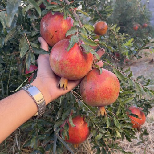 باغ 500 تا 2500 متری در ساوه روستای محمود آباد