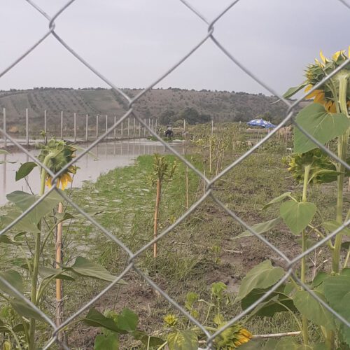 قواره 500 متری زمین روستای قرن اباد