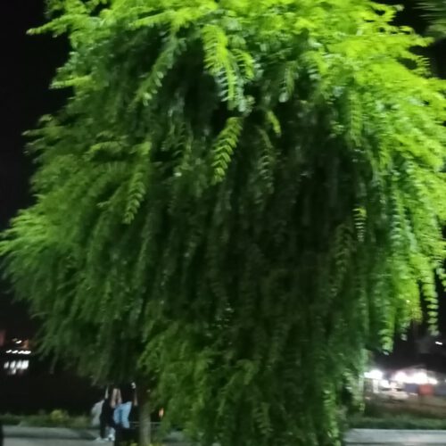 640 متر با همراه 100 منزل مسکونی ویلایی