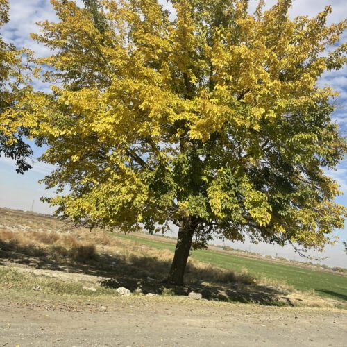 زمین اقساط بلند مدت شاهنامه 14