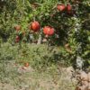 باغ اناردرمحمود آبادساوه