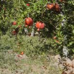 باغ اناردرمحمود آبادساوه