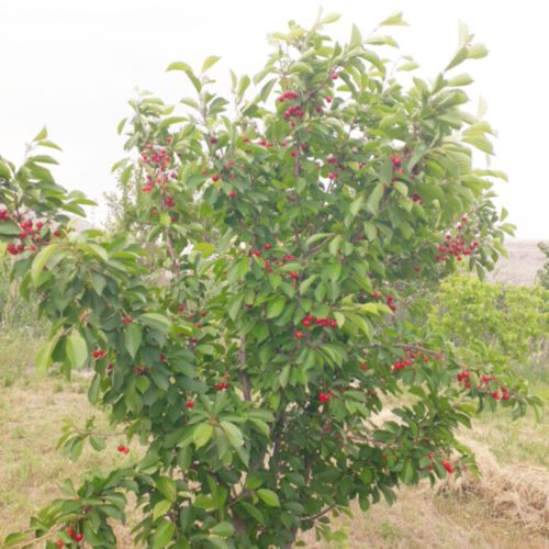 فروش باغ به متراژ دلخواه درروستای هندور