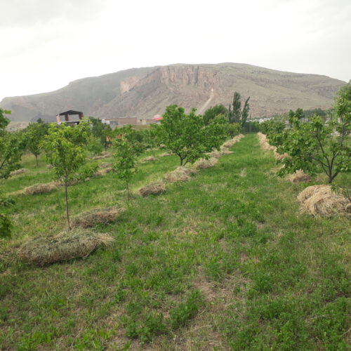 فروش باغ به متراژ دلخواه درروستای هندور