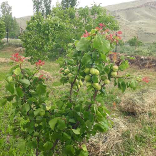 فروش باغ به متراژ دلخواه درروستای هندور