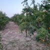 باغ اناردرمحمود آبادساوه